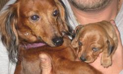 ckc mini dachsund pups for sale.born dec 12th.
now taking deposits to hold till ready feb 7th.
perfect lil valentines presents.smooth coat.
will have state health certificates and wormings.
both parents on site.9 available.6 female 3 males.
3 silver