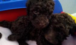 Beautiful Miniature Poodle puppies.
CKC registered, health certificates, shots, dew claws removed and tails docked.
Also free first dose of heartworm when picked up.
Taking deposits now. Ready July 12.
Raised in home environment with children. Currently
