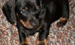 Short hair, black and tan little cuties ready for new home on 2/25/11. Have 2 males who will steal your hearts. Raised in loving home, with parents on site. Puppies come with registration paperwork, health certificate, and needed shots and dewormings.