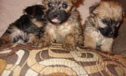 Morkie Pups will be $250.00; 4 boys. Puppies are ready for their new home; their up to date on shots and potty training has started (will potty outside and use pee pads). Please call 334-239-2559 after 5:00pm for additional information and pictures.