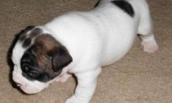 I have 6 beautiful Bulldog puppies for sale. 4 Females and 2 males. These puppies are raised with other dogs and young childern. availible 11/17/2010. Parents are both CKC registered and are on the property for viewing. Puppies have their tails docked and