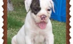 4 Males 2 Females great bloodline very bully perfect colors vet checked with health guarantee for more info call Matthew (337)2776930 or E-Mail at matthewrayhenry@yahoo.com. (do have pictures)