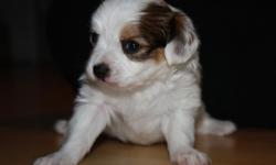 Meet Romeo, born 12/20/2010. He will be ready for his new home on February 1st. He is a Tri- Color CKC registered Papillon. His dew claws have been removed and he will come up-to-date on all his shots. Shipping is $300.00. If he must be shipped he will be