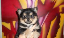 We have a party colored male pomeranian with 1st shots, health certificate, and CKC registered. He has a great personnality. Both parents are on premises. Hurry he won't last long at this price!!!!!!!