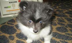 CKC pomeranian puppies for sale 1st litter Born 5/11/11 and the 2nd litter born 5/13/11 will be ready to go on 6/25/11 and the 2nd litter will be ready on 6/27/11. They come with papers and 1st shots and dewormed. I have in the first litter 1st litter I