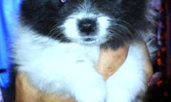 CKC Pomeranian Puppies These puppies come with their 1st shots papers and they are dewormed and they come with papersThey all come with CKC papers and 1st shots and dewormed.
I have a litter that was born on 12/25/12 1 all black male, 1 black with white
