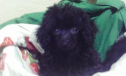 ckc poodle pup 8 weeks old shots and wormed male