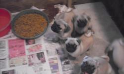 I have Litter Of home Raised Beautiful Pug puppies Have M/F .
We Have Sire&Dam here on Premises . All pups are Fawn/blk mask . 11weeks . My Babies all have been to the vet for 1st shot/wormed/health exam. They come with a bag to go Food sample /new toy