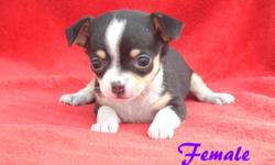 I have three chihuahua puppies for sale, they will be read on May 6th, and come ckc reg. shots and wormed. There is one female she is black and tri for $450.00 and the two males are $400.00 each. Will be small around three to four pounds full grown. I am