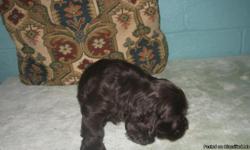 I have 1 chocolate male left. He is a very adorable puppy. Good dispostion H.e will be UTD on shots and wormings. Parents on site.Visit my website at riverviewkennel.org.He comes with a health guarntee.All the rest of this litter is sold. Born April 3rd.