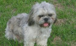 I have a CKC Reg. Male shih-tzu he is 15 mths old and rabies are good untill 5-8-11. His colors are silver/brindle and he is house broken. He is not fixed ... for more information please call 931-853-4102 or 931-201-6042... I live in Loretto,TN... I have