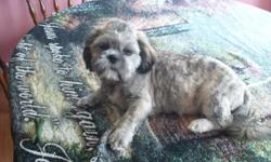 I have a CKC male shih-tzu that is 15 mths old and colors are silver/brindle. House broken and rabies are good untill 5-8-11. He is not fixed. For more information call 931-853-4102 or 9314-201-6042.. I live in Loretto,TN
pix with short hair and long
