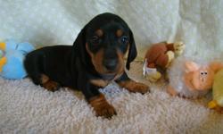 PRICE REDUCTION! CKC Reg Miniture Dachshund puppies Born 11/7/10 ready Christmas. (1) male 200.00 (2) Females 400.00/ea. Black & Tan smooth coat. Pups are sold with 2 year health contract, vet checked, current on shots and wormings. All pups are well