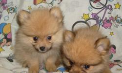 CUTE AND FLUFFY CKC REG TINY POM PUPPIES. THEY HAVE HAD FIRST SHOTS AND JUST PRECIOUS. WILL MEET FOR PICK-UP. CALL FOR PICTURES