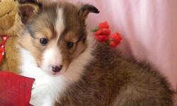 Meet Kisses! An adorable CKC Registered, Sable & White, female sheltie puppy!!! Kisses is 6 weeks old and will be ready to go to her new forever home on Valentine?s Day!!! Kisses has a spunky, fun going personality. She has the sweetest disposition and