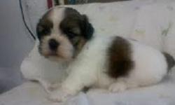 2 male shih tzu pups they are ckc reg and current on vacc have been dewormed very sweet for more info please call 256-572-5552
