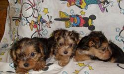 CUTE AND SWEET BLACK & GOLD YORKIE PUPPIES. FIRST SHOTS AND DEWORMED. THEY ARE JUST PRECIOUS!