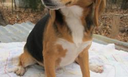 Adorable, tri-colored Beagle pupppy. 12 weeks old, shots and wormed up to date. Ready to go to happy home!!