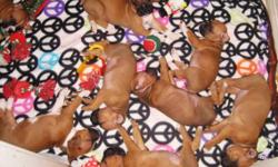 I have 2 boys and&nbsp;1 girl that will make a great Christmas Present. They will be ready to go to their new home on 22 Dec 2012. They are CKCregistered. The Mother is CKC and AKC and the Father is just CKC. Their tails are docked and their dewclaws have