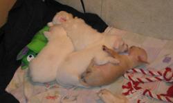 very loving puppies will be between 2 to 4 pounds..4 males and 1 female....