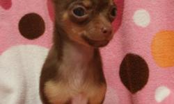 15 week old CKC registered chocolate and tan female chihuahua puppy. This little girl is available to the right home only, This little cutie has a condition call dry eye and will need to have drops applied to her eyes indefinitely. The vet says she may