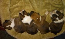 CKC REGISTERED ENGLISH BOXER PUPPIES, 2 MALES AND 4 FEMALES, BRINDLE AND FAWN WITH WHITE. TAILS DOCKED AND DEWORMED, GREAT WITH CHILDREN. PARENTS ARE ON SITE. $200.00, IF INTERESTED PLEASE CALL MARSHA OR CHRIS GRAY @ 803-942-3111 OR 803-943-1308, HAMPTON,