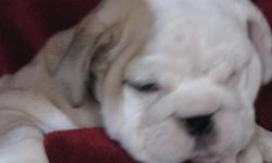 WE have goregous Canadian Kennel Club registered englsih bulldog puppies ready now for their new homes.They come with 2 sets of vaccines,deworming,microchip,full health exam and a vet signed health certificate and physical report,free pet insurance and