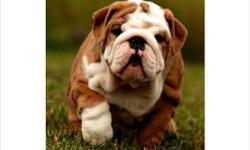 Available Canadian Kennel Club registered english bulldog puppies.Parents on site,bred from world famous champion bloodlines,exceptional quality dogs.Above and beyond standard in every way.Puppies come registered,microchipped,dewormed and health certified