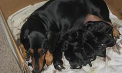 CKC registered miniature dachshund puppies for sale, ready April 9, 2011! Come choose your puppy today!