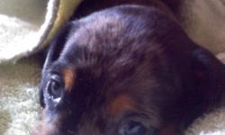 mini-silver and black female dapple dachshund
4wk old
born on January 23,2011