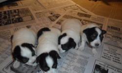 We have four beautiful ckc registered papillion puppies for sale. We have three male and one female. They are black and white. They were born on 12/7/10. Will hold with deposit. They will be wormed and have their first shots. Both parents are on site.