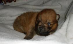 For sale, 1 male and 1 female ckc registered pomeranian puppies. Females are $300.00 and male is $250.00, utd on shots and wormed very cute, if interested call 618-372-4877