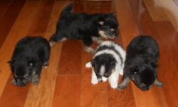 3 males and 1 female pomeranian puppies born on 2/19/2011, will be ready on 4/16/2011. Puppies will be dewormed, first shots, and health certificates when ready at 8 wks. parents are on premises. Pick of the litter is still available.