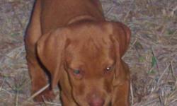 I have 6 male and 4 female 6 week old Vizsla pups for sale. These are beautiful dogs.