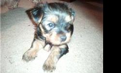 Yorkie puppies standard sized (7-10 lbs) 5 females and 1 male with tails docked dew claws removed dewormed and first round of shots. Wil be ready for sale on 4-24-11. Call 662-348-2507 if no answer leave message.
