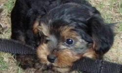 Adorable male Yorkshire Terrier puppies. Born May 25th and are ready for their forever home. Current on vaccinations. Dew claws removed, tails docked and wormed. These two precious boys have been family raised and loved. The mother is 7 1/2 pounds and the