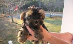 I have 3 male yorkie puppies for sale. They are 10 weeks old (born on May 24, 2011) and current on vaccinations. Tails are docked and dewclaws removed. They are very cute and playful and have been raised in my home. The mother and father are both on-site.