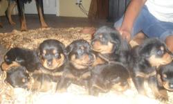 2 FEMALE AND 4 MALE GERMAN ROTTWEILER PUPS ARE FOR SALE.
BORN ON 5/18/2011 AND READY FOR NEW OWNERS NOW.
PUPS HAVE BEEN VET CHECKED AND DE-WORMED...THEY WILL RECEIVE
1ST SHOTS ON 6/29/2011.........IF YOU ARE LOOKING FOR A GREAT DOG,
YOU JUST FOUND IT!!!