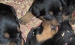 ckc rottwieler pups 1 male 1 female 10 weeks old tails and dew claws done shot record mother and father on property very loving pups call brenda at 606 287 3790 or 859 801 7187