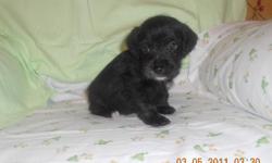 I have 5 CKC Schnoodles for sale. Born January 28,2011. 1 female 400.00 & 4 males 350.00ea . The Mother is a CKC Miniature Schnauzer she weights 15lbs. Father CKC Miniature Poodle weights 8lbs. Both parents are very smart good natured pets. Loves