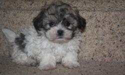 We have two litter of Shichons available,2 boy.They are all very sweet,loving,great with children.They all come with CKC registration papers and a health guarantee.The mom is the shih tzu and the dad is the bichon.We also have a litter of 1 boy and the