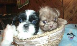 beautiful akc & ckc shih tzu male puppy 6&nbsp; weeks old&nbsp; &nbsp; liver and white &nbsp; will be around&nbsp; 8 to 9 lbs lbs full grown. go to my web site at diazlittletreasures.com and click on shih tzu nursery or e-mail me at