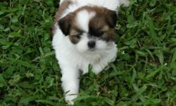 PRICE REDUCED!!!!Credit cards accepted. 1male and 3 female shih tzu puppies. 6 weeks old. Vet checked, dewormings, and shots utd before going to new families. Family raised indoors and handled daily by children. They love their play time outside and have