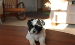 We have a litter of shihpoo,which is a poodle and shih tzu mix. They are small and very cute. They come with CKC registration papers and a great health guarantee. They are non shedding and will be great family pets. Feel free to call or e-mail for more