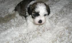 CKC SHIHPOOS I HAVE 2 MALES BORN 12-04-2010 WILL HAVE ALL SHOTS DONE BY VET AND WILL HAVE UP TO DATE WORMING MOTHER IS A CKC SHIHPOO MIXED IN COLOR 12 LBS AND DAD IS A CKC BLACK POODLE 8LBS ASKING A 100 DOLLAR DEPOSIT TO HOLD TIL READY NONREFUNDABLE ALL