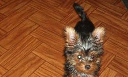 beautiful ckc t-cup yorkie female 4 months old 2.3 lbs will be 3 lbs at the most call for info at 509-853-7420 or e-mail me at yorkies1948@hotmail.com and visit my web site at diazyorkiestreasures.yolasite.com