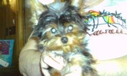 beautiful t-cup yorkie female puppy will be 3 lbs at the most 4 months old, also yorkies comming a deposit will hold one for you. call me at 509-853-7420 or e-mail me at yorkies1948@hotmail.com or go to my web page at diazyorkiestreasures.yolasite.com
