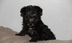 We are teacup yorkie-poos.We have one boy and he is black and one girl who is white and buff.We are both small and very cute and looking for great homes. We come with CKC registration papers and a health guarantee. we will be up to date on shots and