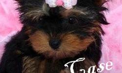 CKC Reg. Teacup Yorkie, female. 9 1/2 weeks old. should mature to be 4 pounds grown. comes with CKC reg papers, health guarentee, health record, toy , food and blanket. CALL -- NO EMAILS, Photo is UTD. July 5 2012. PRICE is FIRM $475