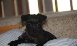We have 1 male and 1 female teacup yorkiepoo's available.They are both black and have coats like a yorkie,very easy to keep up.they are potty trained and ready to find great homes to become part of.They both come with CKC registration papers and a health